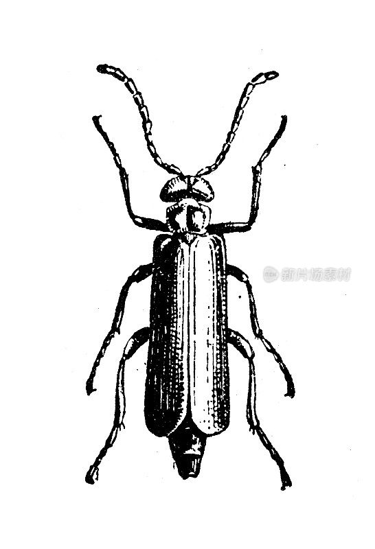 古董插图:西班牙苍蝇(Lytta vesicatoria)
